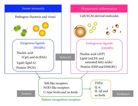 Adipose Tissue Inflammation As Homeostatic Inflammation In Innate Download Scientific Diagram