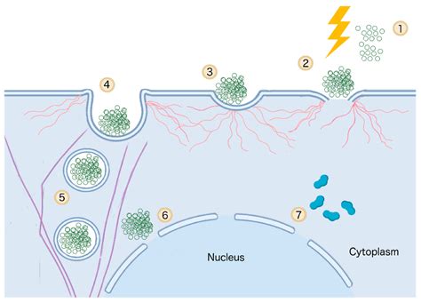 Cancers Free Full Text Electroporation Based Treatments In Urology