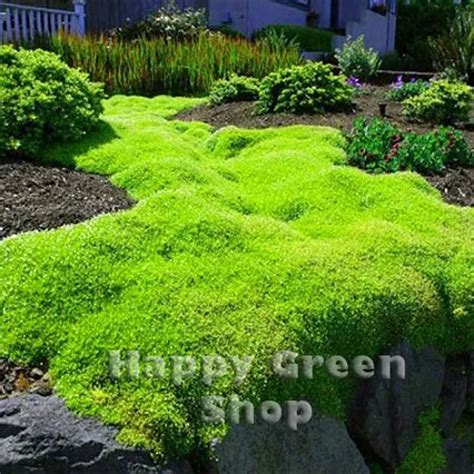 Irish Moss Lawn