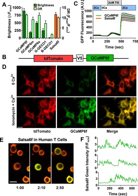 Figures And Data In T Cell Calcium Dynamics Visualized In A Ratiometric