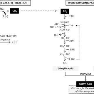 Schematic Representation Of Wood Ljungdahl Pathway CODH Carbon