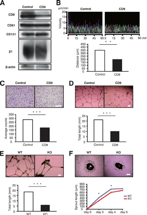 Cd9 Promotes Angiogenesis In Blood Vascular Endothelial Cells From Mice