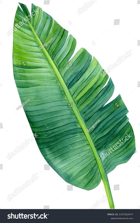 Watercolor Palm Leaf On Isolated White Stock Illustration 2107262477 ...