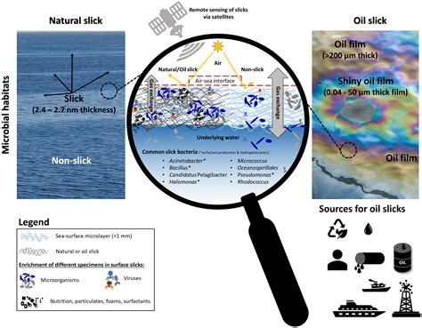 Frontiers Natural And Oil Surface Slicks As Microbial Habitats In