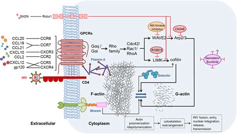 Frontiers Chemokines And Chemokine Receptors Accomplices For Human