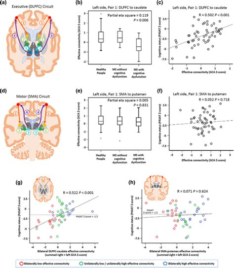 Dorsolateral Prefrontal Circuit Effective Connectivity Mediates The