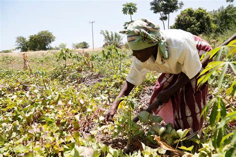 The Chimala Mission Improving Life In Tanzania The Borgen Project