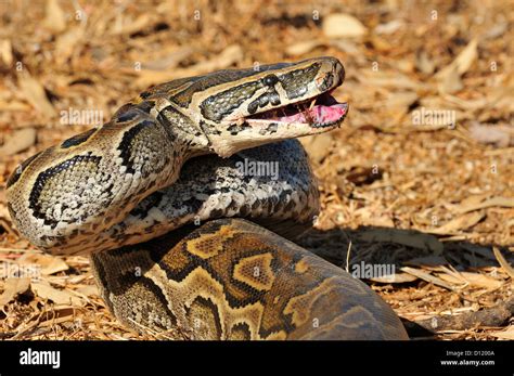 African Rock Python Python Sebae Pythonidae Pokot Tribe Land Kenya