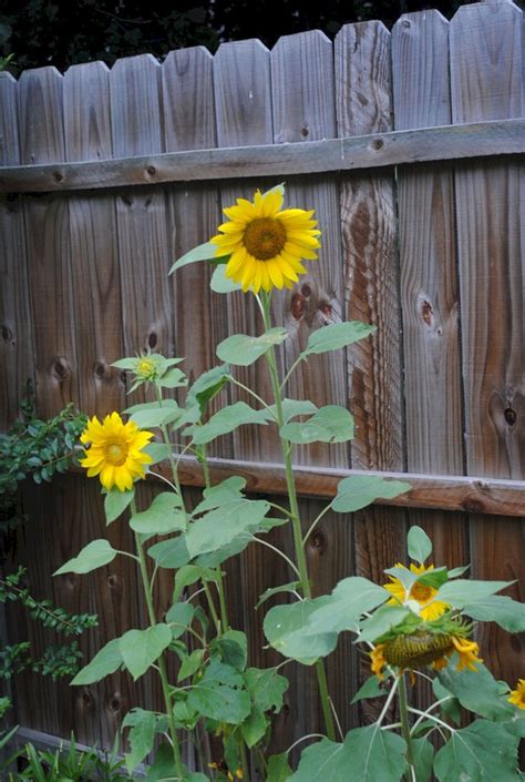 Outstanding 25 Beautiful Sunflower Backyard Design For Your Garden Ideas