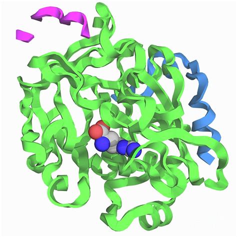 Thrombin In Complex With D Arginine Photograph By Laguna Design Science