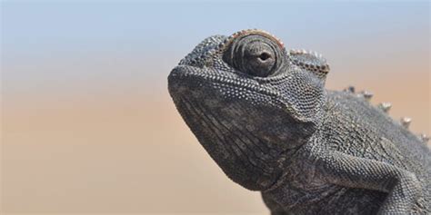 Why Is My Chameleon Black? Care & Prevention - Reptiles Guide