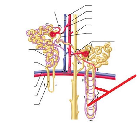 Anatomy Of The Nephron Flashcards Quizlet