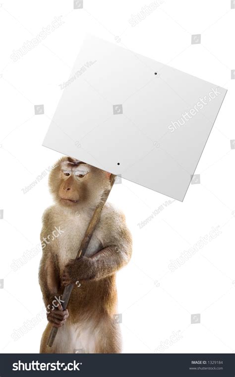 Monkey Holding Sign Whatever You Want Stock Photo 1329184 | Shutterstock