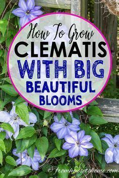 Clematis Vine Care: Planting, Growing and Pruning Tips | Clematis ...