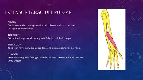 Musculos Del Antebrazo Ppt