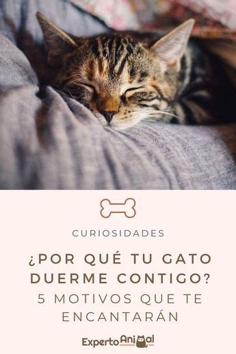 Por Qu Mi Gato Duerme Conmigo Motivos Principales Gato