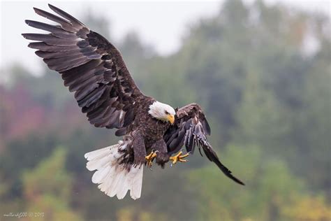 Bald Eagle In Fall Colors Ii By Phoo Mallardg500 Chan On 500px Bald