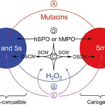 Effect Of The Blpo System On The Growth Of S Mutans And S Gordonii