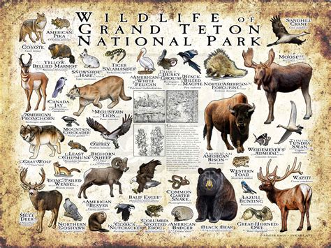 Wildlife of Grand Teton National Park Poster print