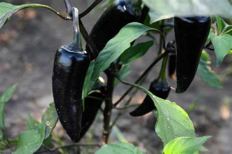 Black Hungarian Pepper Guide: Heat, Flavor, Uses