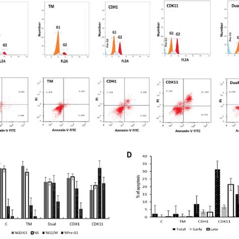 Cell Cycle Distribution And Apoptosis Detection Using Flow Cytometry