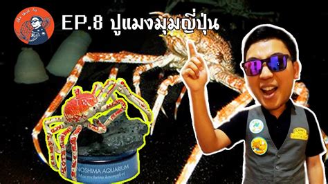 Swt Ep8 ปูแมงมุมญี่ปุ่น Japanese Spider Crab Youtube