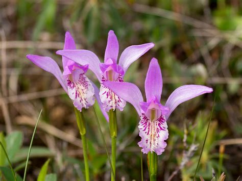 Upstate Wild Orchids Of Newfoundland