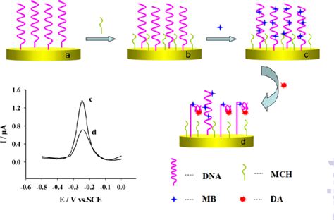 Figure From A Simple Label Free Electrochemical Aptasensor For