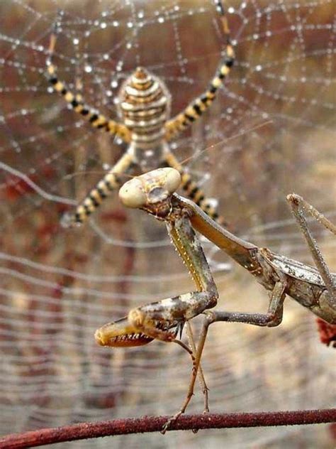 Spider vs. Praying Mantis [8 Photos] | ALL PHOTOZ