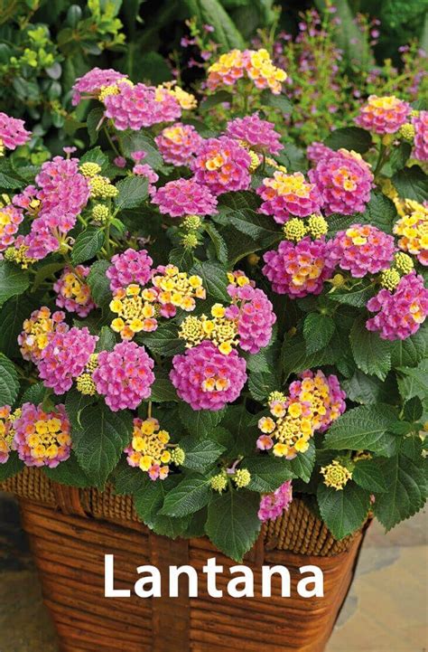 The Best Drought Tolerant Plants That Grow In Lack Of Water Flower