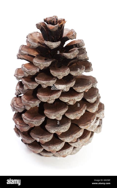 Big Dry Pinecone Isolated On The White Background Stock Photo Alamy