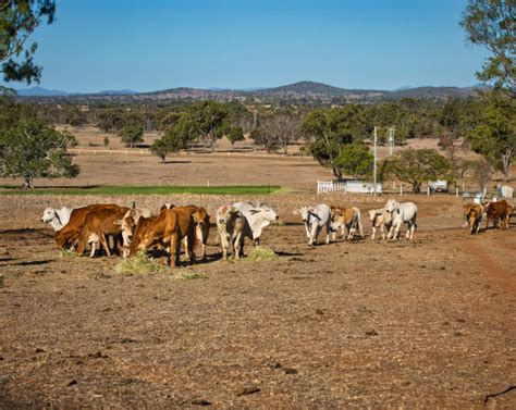 30+ Brahman Cattle Australia Queensland Cow Stock Photos, Pictures ...