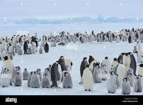 Emperor Penguins Aptenodytes Forsteri Penguin Colony With Adults And Chicks Snow Hill Island