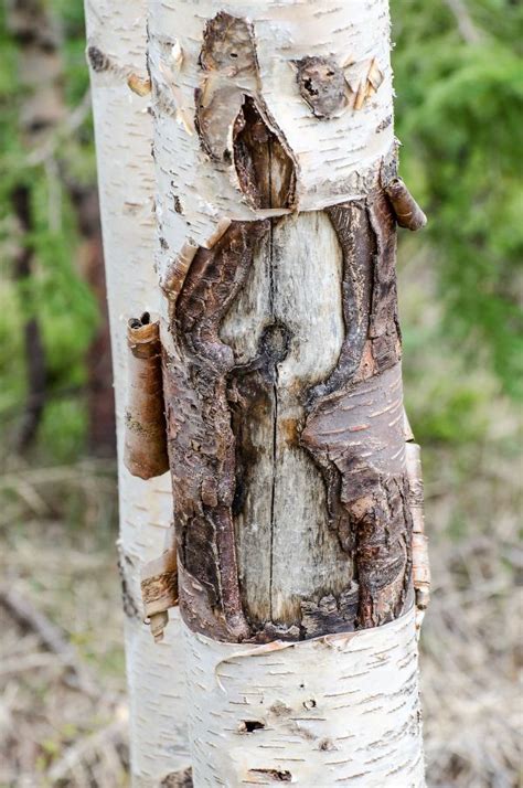 Images Gratuites Arbre La Nature Branche Blanc Texture Feuille