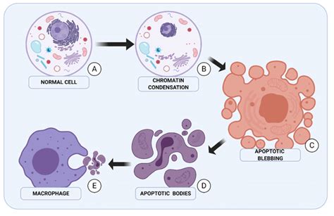 Stages Of Apoptosis A The First Morphological Symptom Of Apoptosis