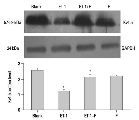 Fluoxetine Reversed The Level Of Kv Protein In Et Induced Human