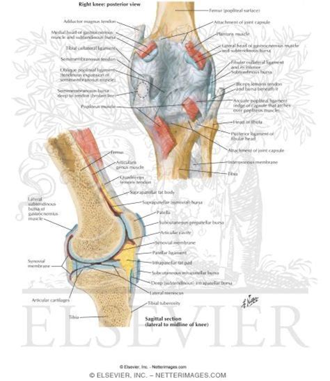 Right Knee Posterior And Sagittal Views Knee Posterior And Sagittal Views Knee Joint