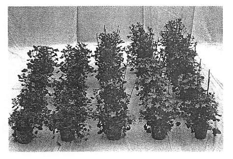 Figure 1 from Thermo-and Photomorphogenesis in Plants | Semantic Scholar