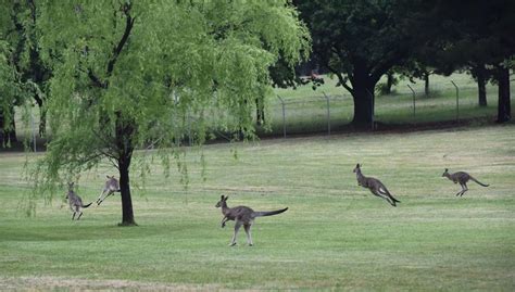 Australia Kangury Atakuj Turyst W W R D Poszkodowanych Polka