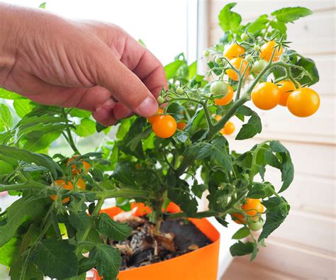 Complete Guide To Growing Tomatoes Indoors All Year | Gardening Know How