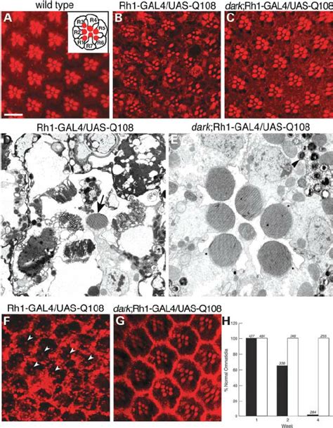 Late Onset Progressive Degeneration Of Outer Photoreceptor Neurons Is Download Scientific