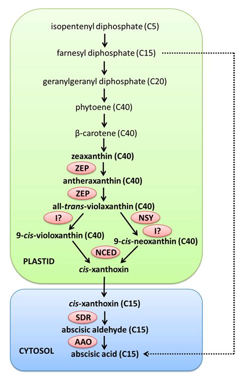 The Abscisic Acid Aba Pathways Affecting The Heat Response In Plants