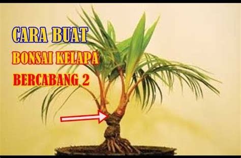 Tutorial Membuat Bonsai Kelapa