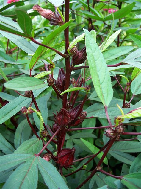 Raisin Acres Farm Hibiscus Roselle Hibiscus Sabdariffa