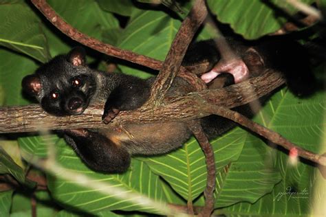 Palm Civet Cat