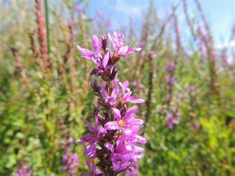 Purple loosestrife – UWSA