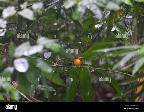 Kingfisher nest hi-res stock photography and images - Alamy