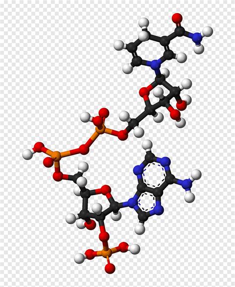 Nicotinamida Adenina Dinucle Tido Fosfato Coenzima Redox Mol Cula