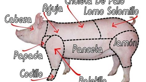 Cómo identificar los cortes de cerdo Agroempresario