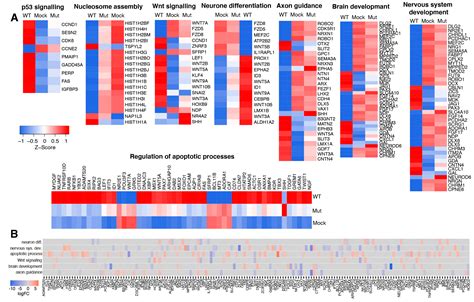 Viruses Free Full Text Noncoding Rna Of Zika Virus Affects